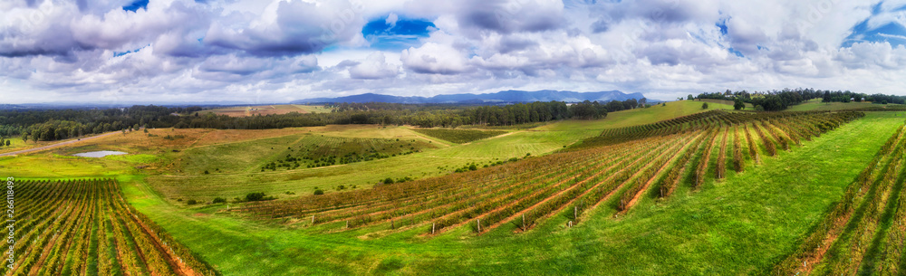 D HV Vineyard Hill Side Low pan D HV Vineyard Hill Side Low pan