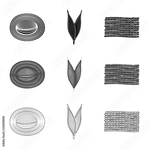 Vector illustration of fiber and muscular icon. Collection of fiber and body  stock symbol for web.