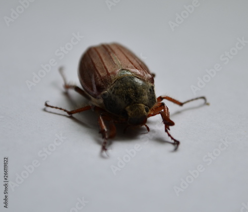 big spring May beetle on a white background