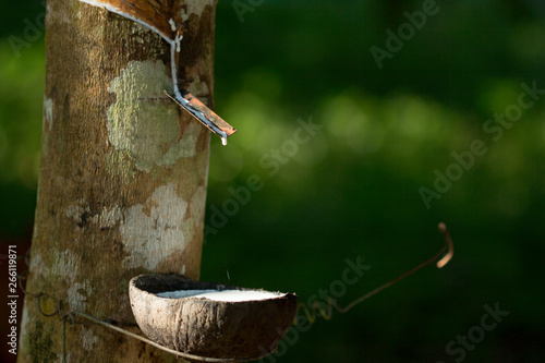 Latex extracted from rubber tree (Hevea Brasiliensis) as a source of natural rubber, Natural rubber from tree in cup.