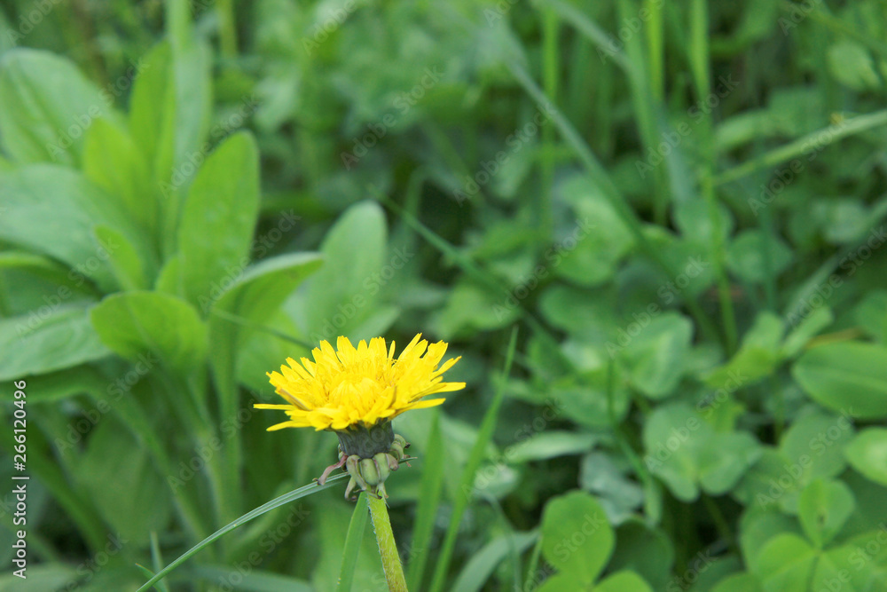 Dandelion in the morning grass Dandelion in the morning grass