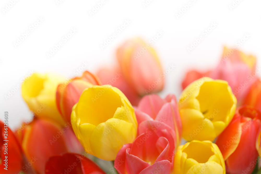 Beautiful yellow and red tulips on a white background as a template for a invitation card. Close-up