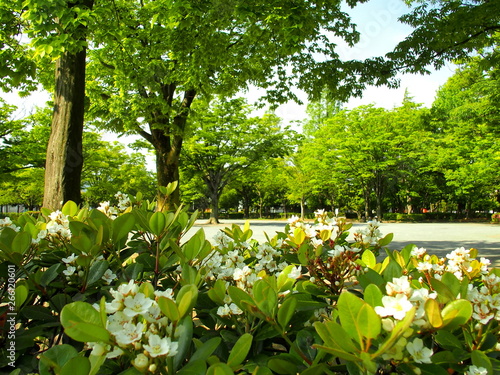 Fototapeta Naklejka Na Ścianę i Meble -  シャリンバイの花咲く公園風景