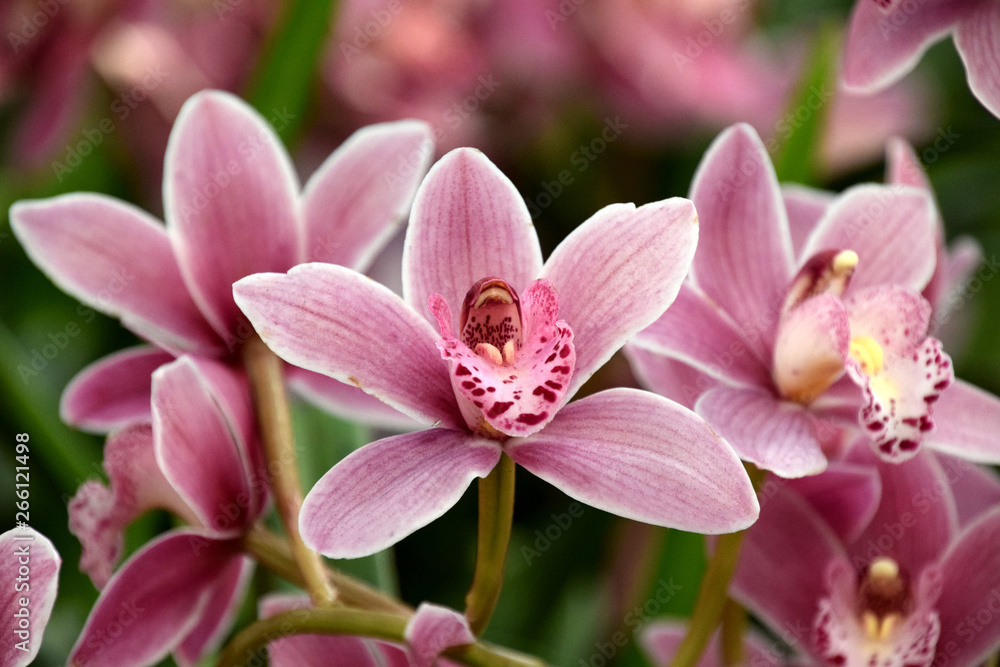 Orchid species, beautiful pink orchid blooms