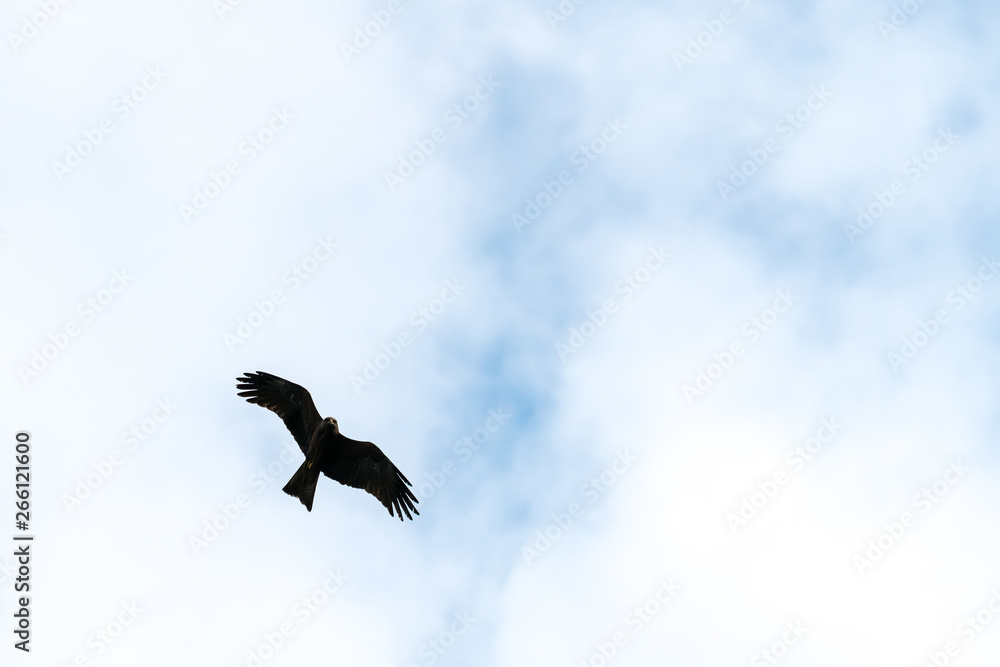 Flying bird of prey, black kite silhouette Flying bird of prey, black kite silhouette