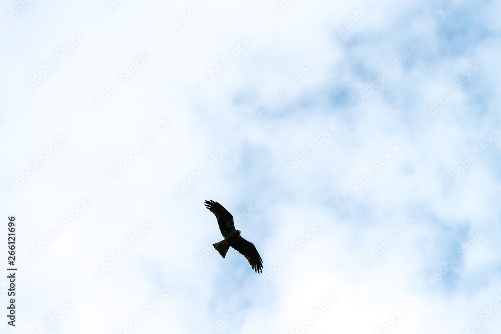 Flying bird of prey, black kite silhouette Flying bird of prey, black kite silhouette