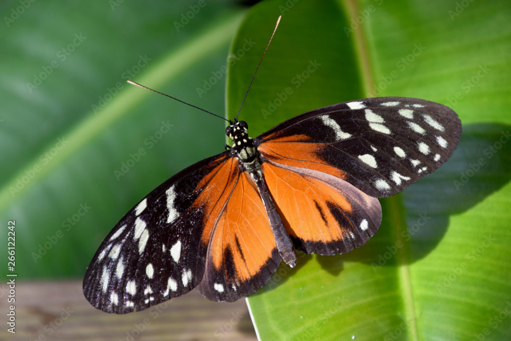 Fototapeta premium heliconius hecale butterfly in nature