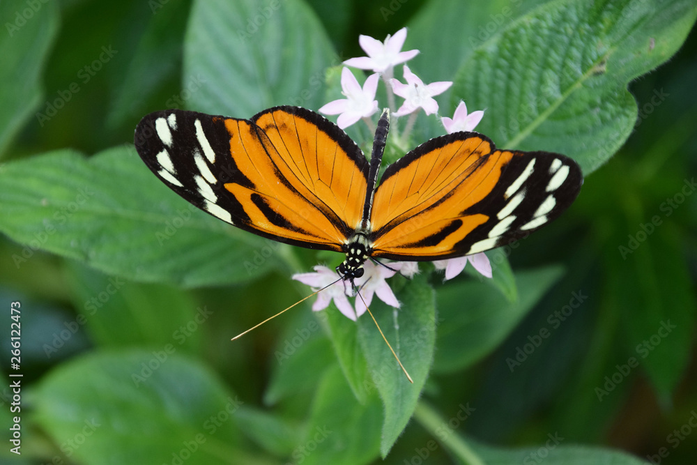 Obraz premium tithorea tarricina, colorful butterfly on white wildflower