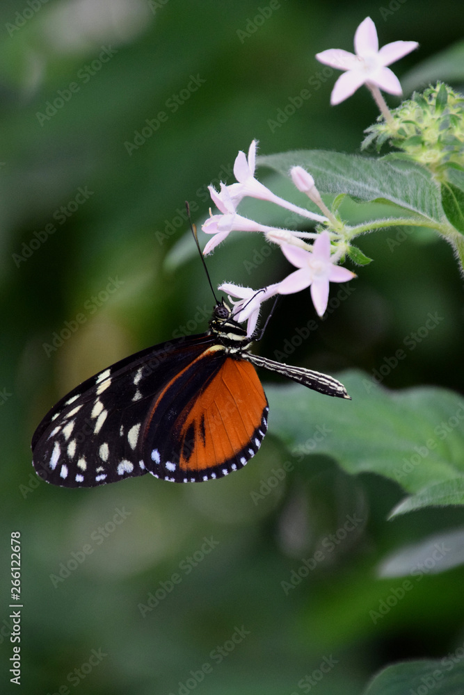 Tithorea tarricina butterfly on white flower Tithorea tarricina butterfly on white flower