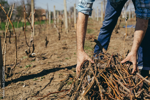 closeup of worker collecting branches in vineyard