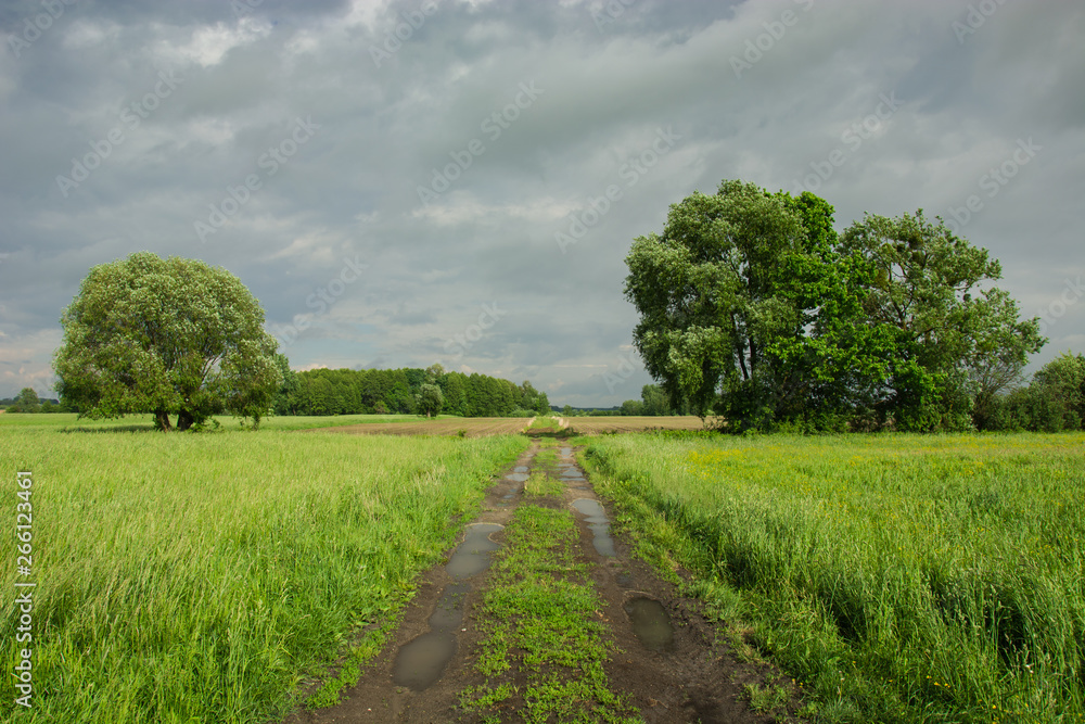 Road with puddles through a green meadow with tall grasses, large trees and a cloudy sky