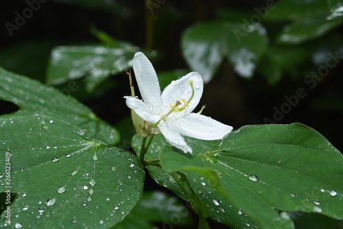 White Flower (ID: 266123409)