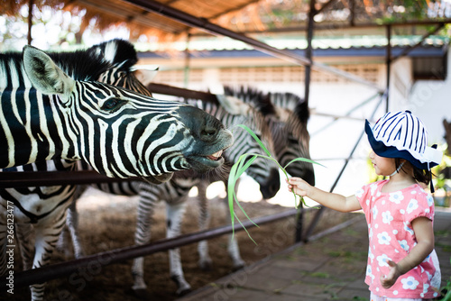 Little child feeding zebra grass at the zoo © yupachingping