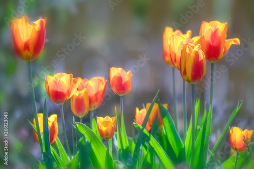 Tulpen gelb orange im Frühling