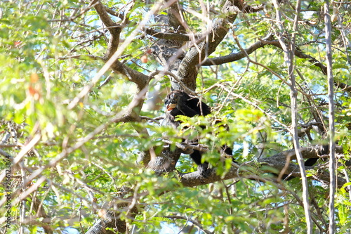Howler monkeys in the tree