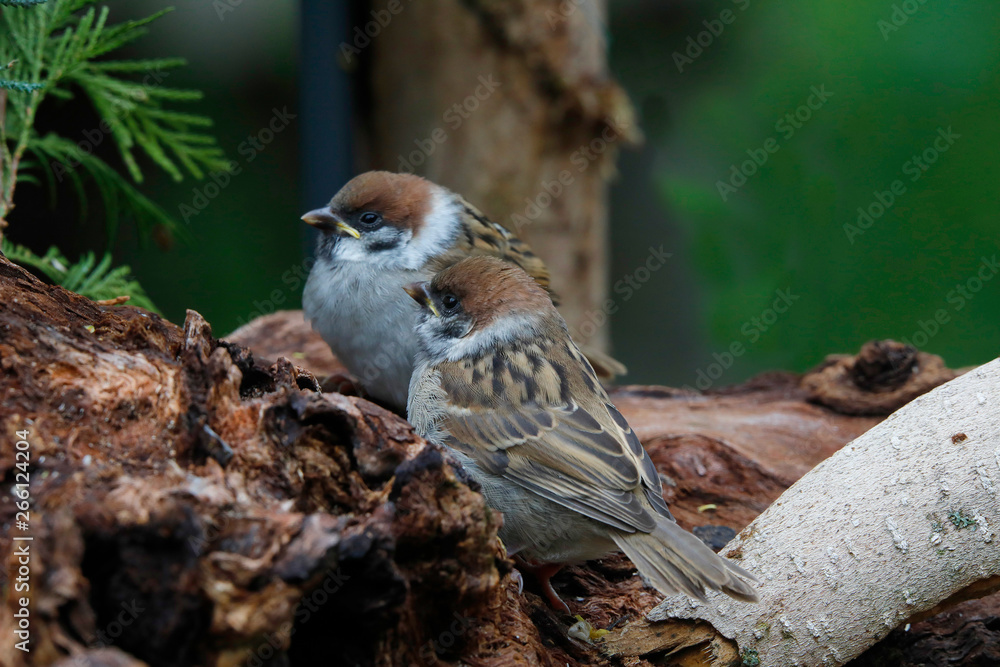 Feldsperlinge oder Feldspatz (Passer montanus) zwei Jungtiere Feldsperlinge oder Feldspatz (Passer montanus) zwei Jungtiere