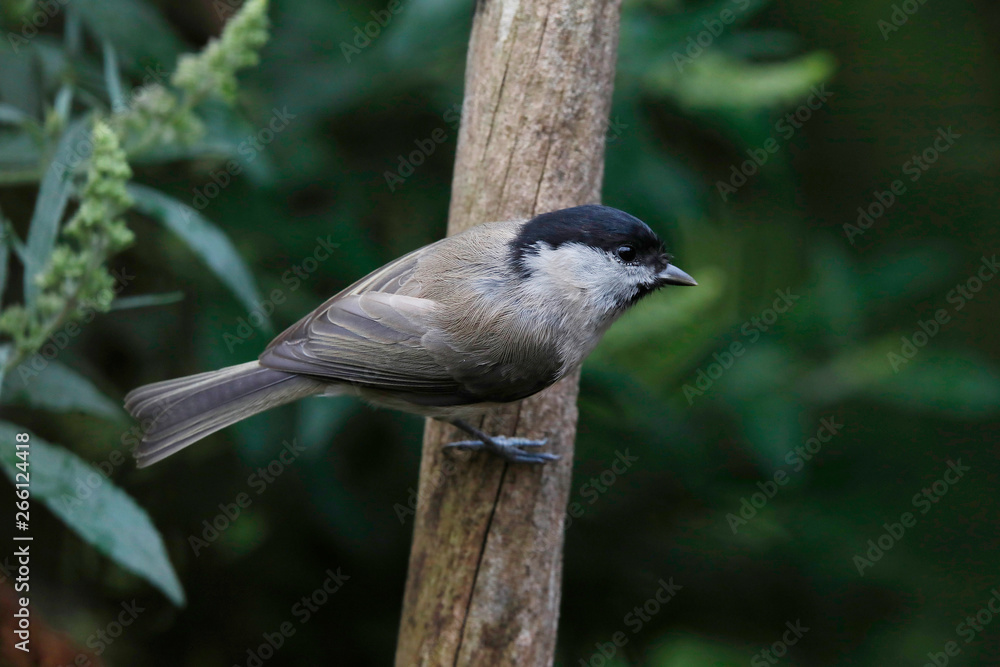 Fototapeta premium Sumpfmeise oder Nonnenmeise (Poecile palustris)