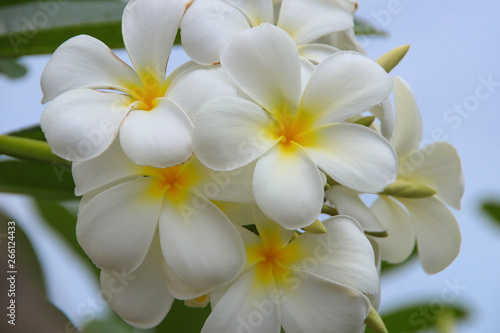 A White Plumeria Tree (Frangipani) in Bridgetown Barbados, Caribbean