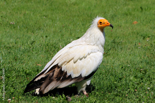 Schmutzgeier  Neophron percnopterus 