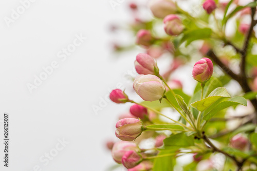 Begonia flowers and flower buds open in spring  outdoors   Malus spectabilis