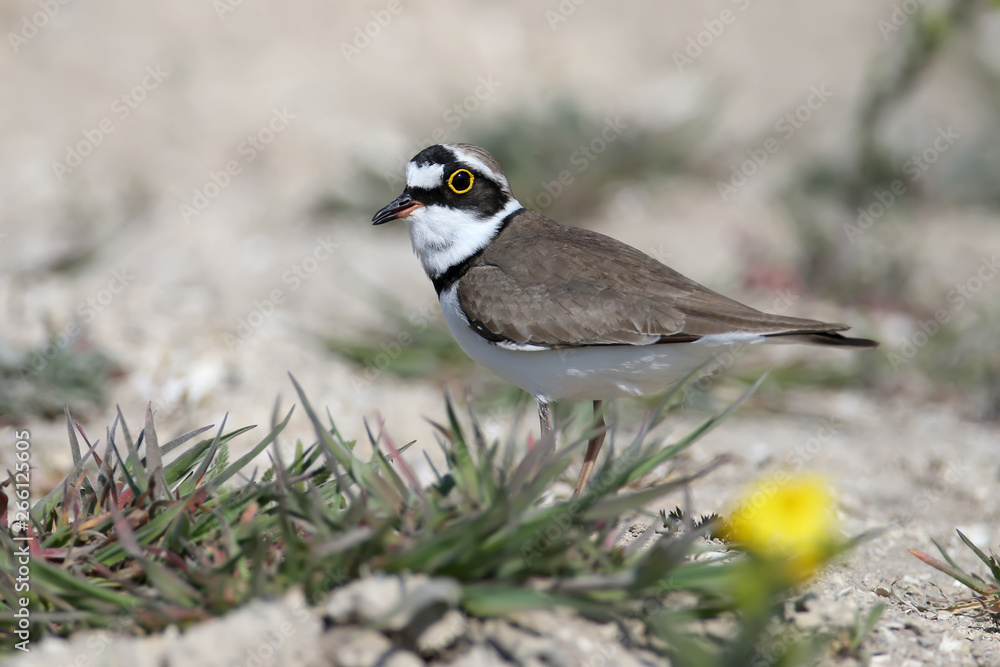 Little ringed plover male in breeding plumage standing on sand close up Little ringed plover male in breeding plumage standing on sand close up