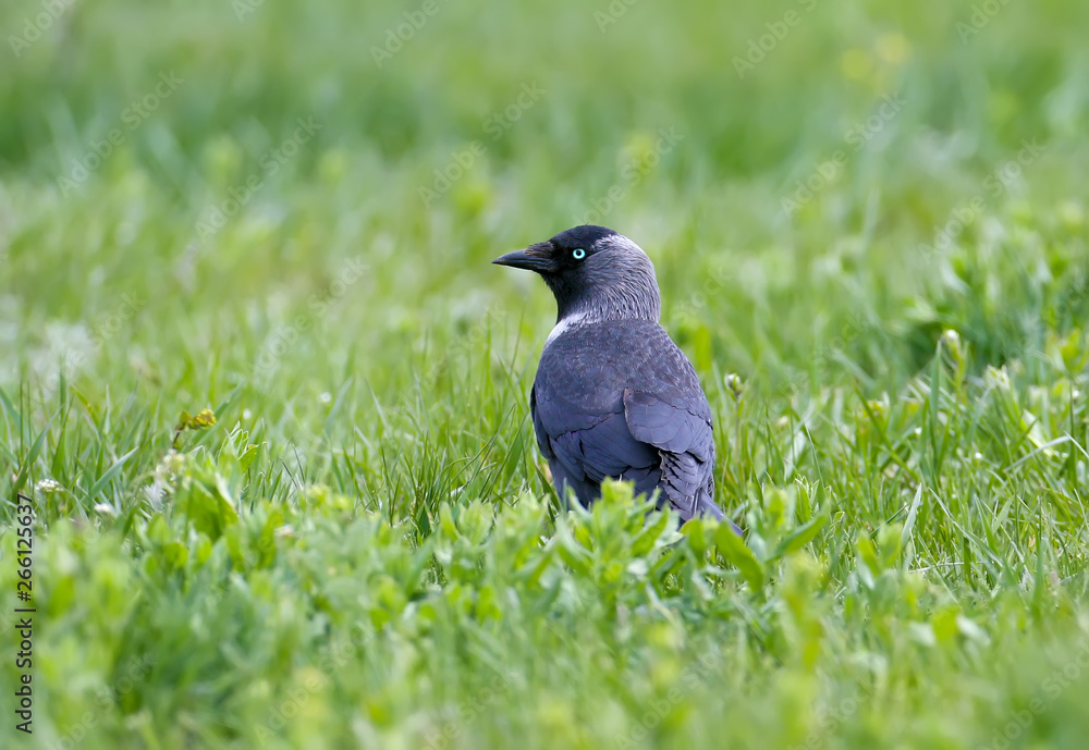 Fototapeta premium Western jackdaw with blue eyes sits on the grass and looks at the photographer.
