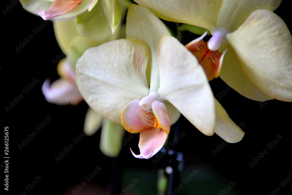 Fototapeta premium Orchidées