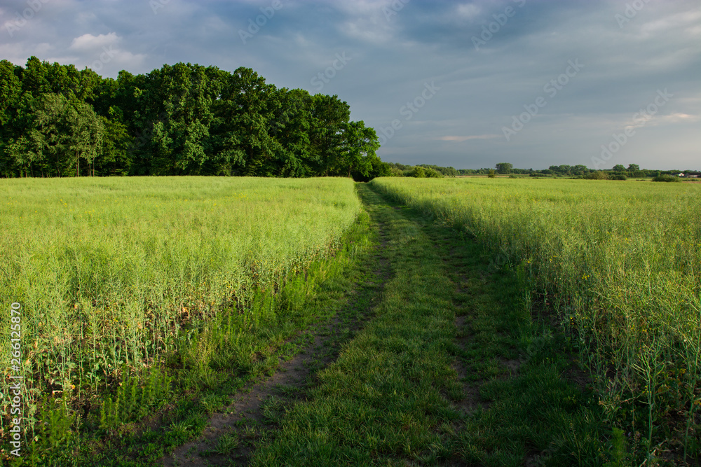Fototapeta premium Grassy road through ripening rape, forest and clouds