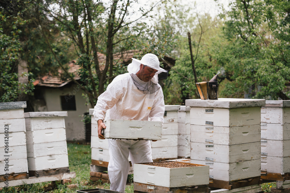 apiarist in white protective wear working with bees hives apiarist in white protective wear working with bees hives