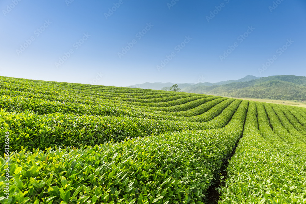 beautiful tea plantation scenery