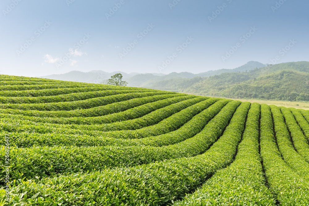 beautiful tea garden