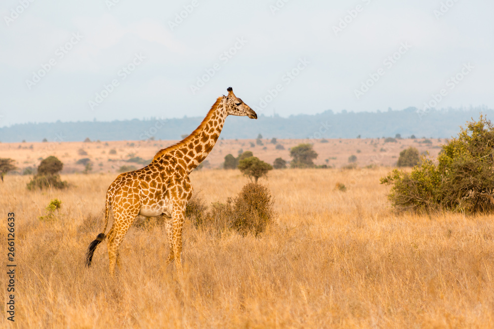 giraffes in the plains of africa