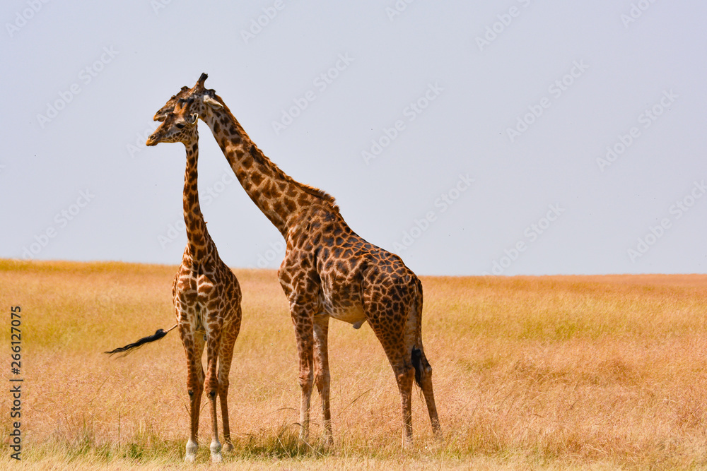 Obraz premium Giraffe family love with a savannah background in Kenya.