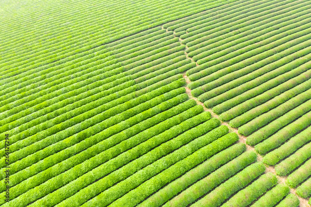 Fototapeta premium green tea plantation, aerial view