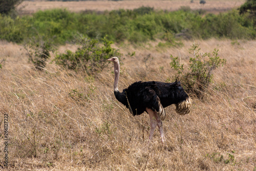 largest bird on earth ostrich