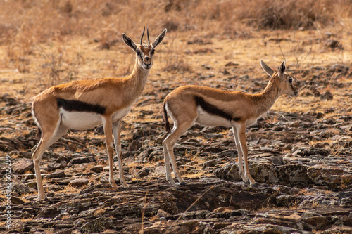 impalas on the plains of africa
