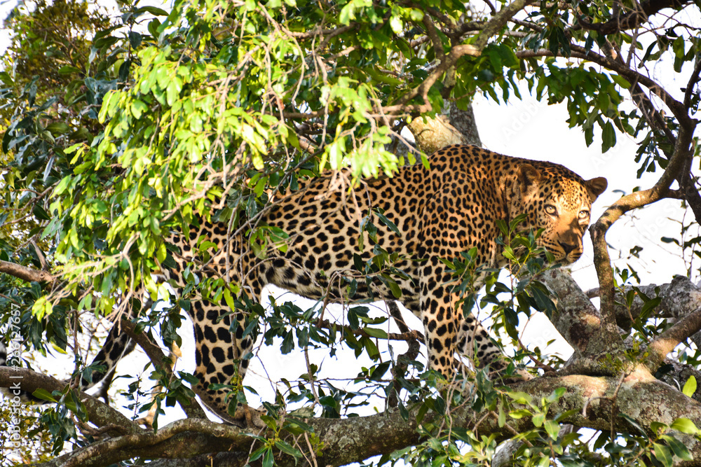 Obraz premium The awakening of a leopard lied on top of a tree, Kenya