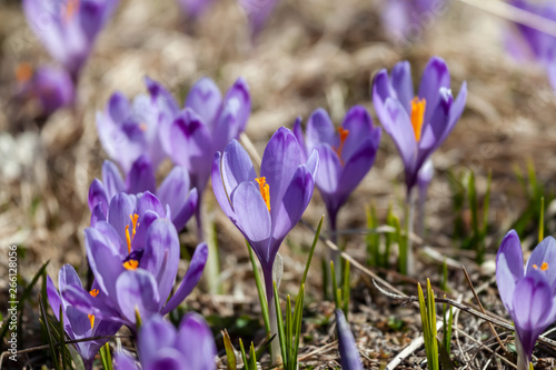 field of crocus flowers can be background