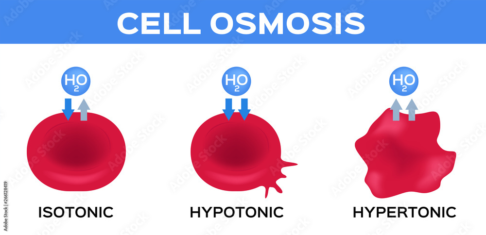 Blood And Cell Osmosis Vector Isotonic Hypotonic And Hypertonic Stock 1000 F 266128419 LLH6CZhh1lsB4gd3baVOaalVZKSNHuFs