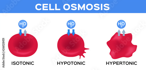 blood and cell osmosis vector / isotonic hypotonic and hypertonic photo