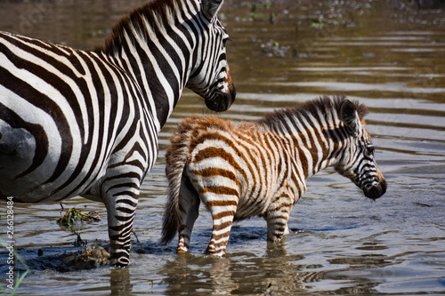 Tiny baby zebra having a bath in Masai Mara  Kenya