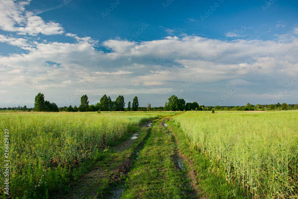 Ground road through a green growing field of rapeseed, horizon and clouds on a sky