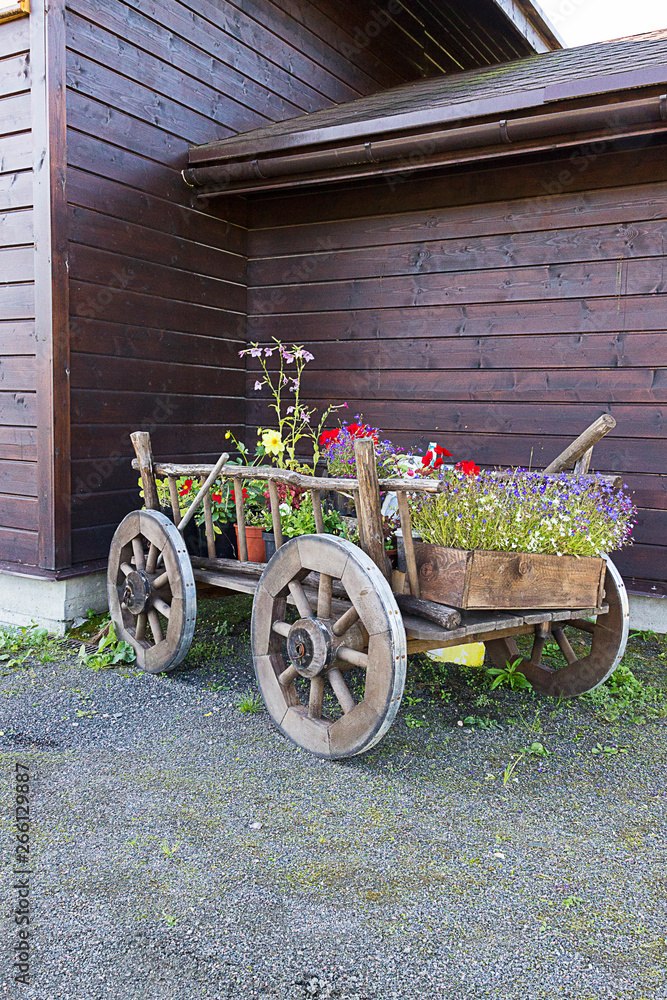 Bright multicolored flowers grow in the cart. Gardening