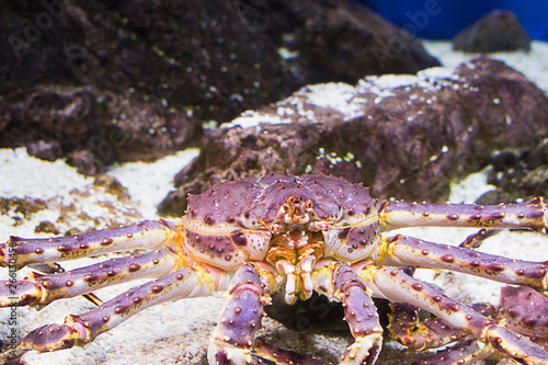Kamchatka crab in the water. Close-up. Oceanarium