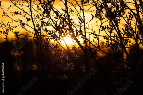 Evening sunset. Twigs of the tree against the sunset sun.