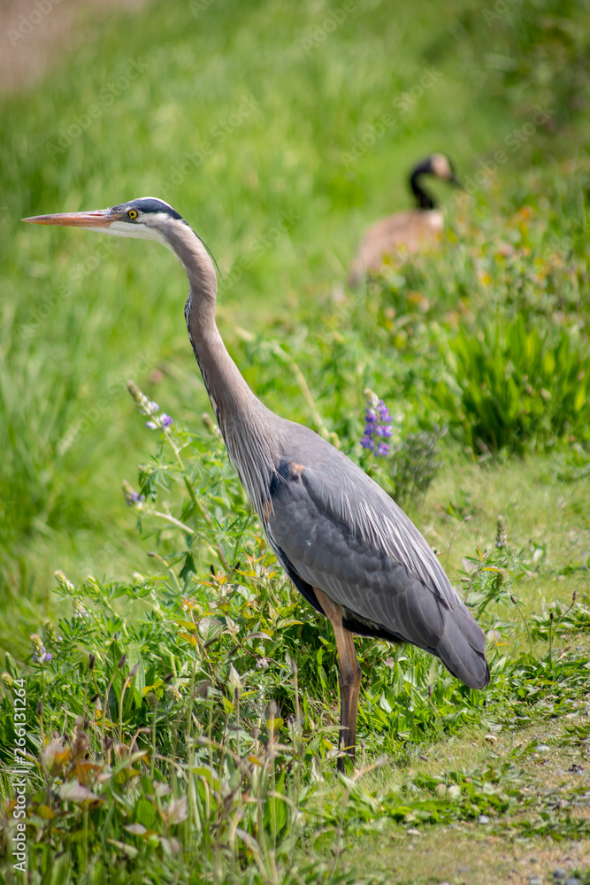 Fototapeta premium Great Blue Heron on guard
