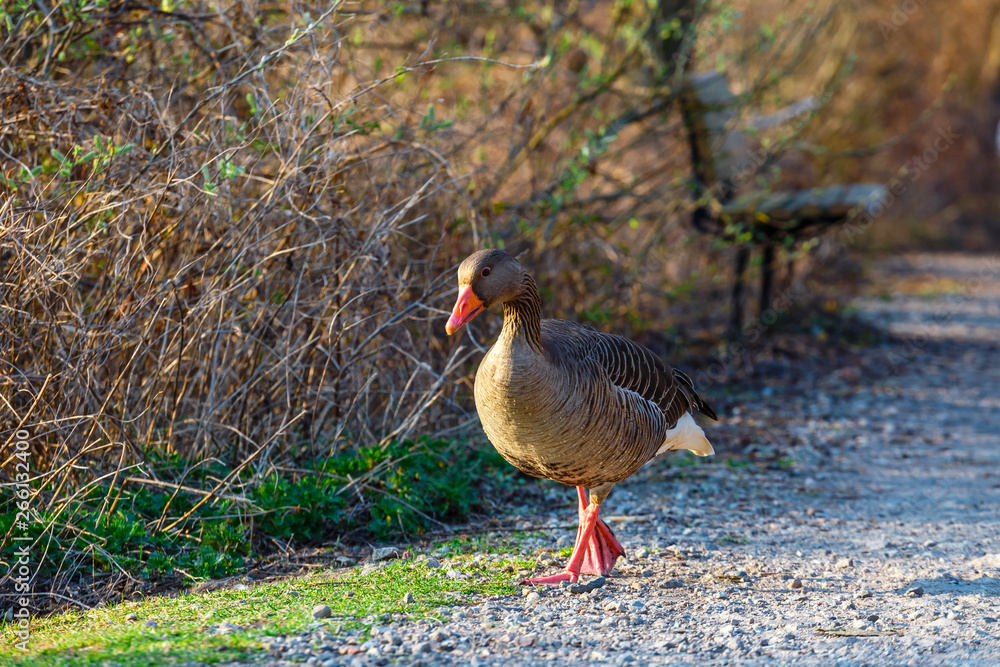 The wild greylag goose in the pond at sunset, close up The wild greylag goose in the pond at sunset, close up