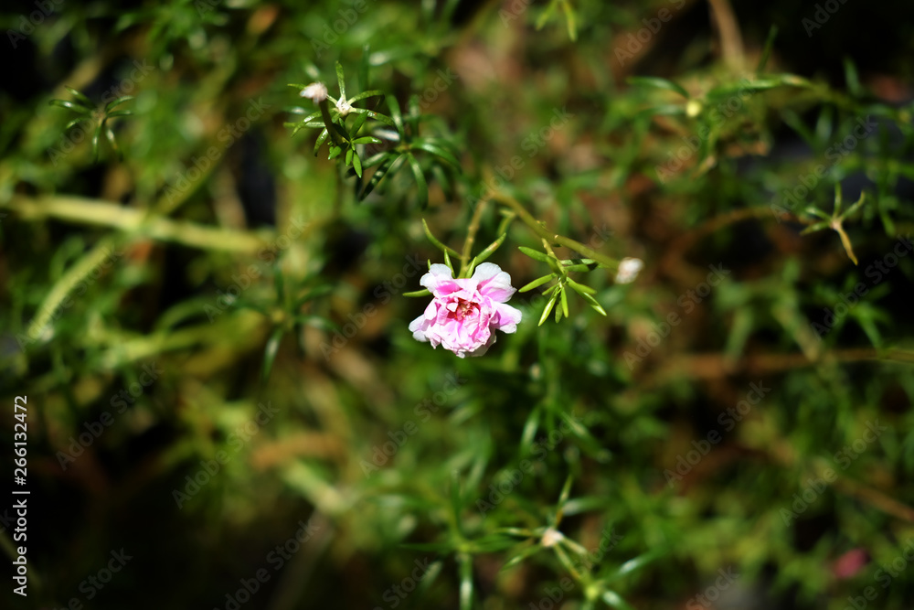 Pink common purslane or portulaca oleracea , verdolaga in garden. Pink common purslane or portulaca oleracea , verdolaga in garden.