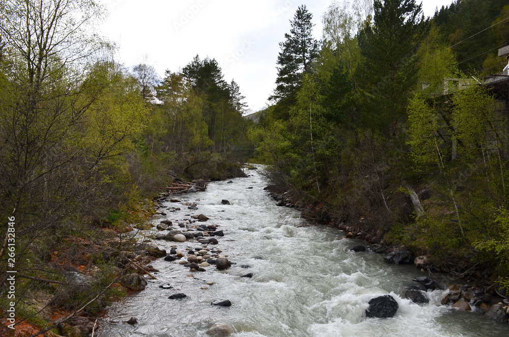 Mountain river surrounded by trees in the Elbrus region Mountain river surrounded by trees in the Elbrus region