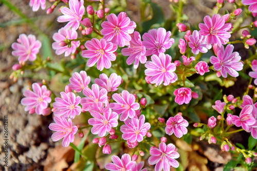 Pink Tiny Flowers in a Home Garden 